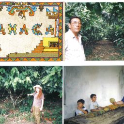 Mexican cacao plantations