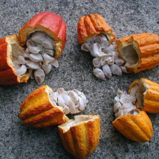 cacao