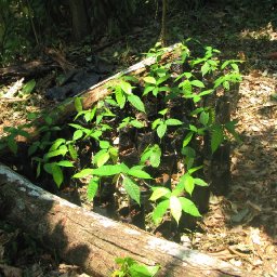 Cacao Nursery