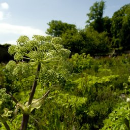 Angelica in the herb garden at swinton park