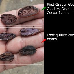 Gourmet organic cacao
