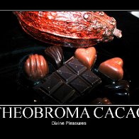 Theobroma Cacao