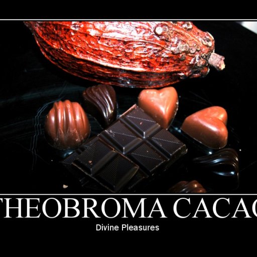 Theobroma Cacao