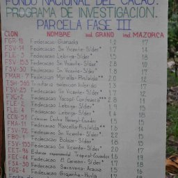 choandino 7
