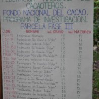 choandino 7