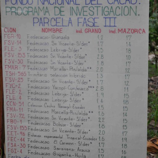 choandino 7