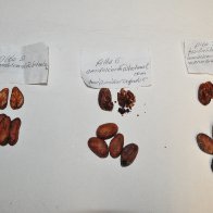 Chocoandino 8