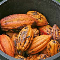 Cacao pods in a pot