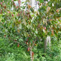 Cacao tree - brown pods