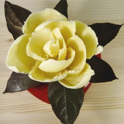 Chocolate Magnolia Blossom