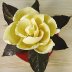 Chocolate Magnolia Blossom