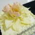 White Chocolate Roses