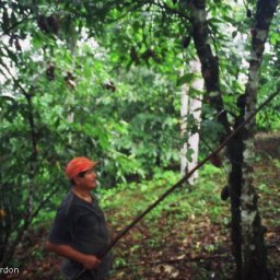 Small Holder Cacao Farmer