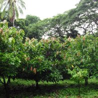 ChocoMuseo Cacao Tour