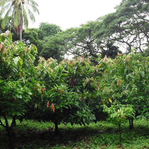 ChocoMuseo Cacao Tour