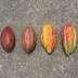 Selection of Cacao Pods From a Single Farm