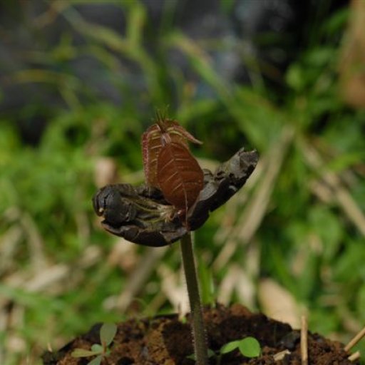 Cocoa tree