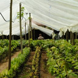 Cacao Nursery