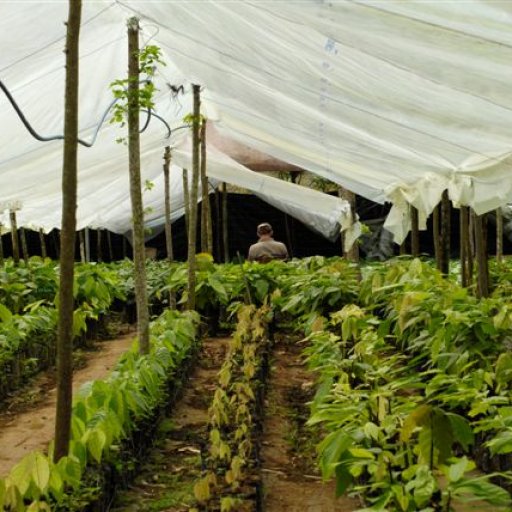 Cacao Nursery