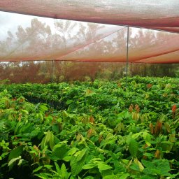 Cacao nursery