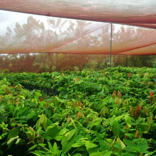 Cacao nursery