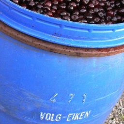 A barrel of fresh cherries destined to become kirsch