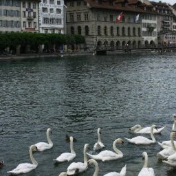 Luzern swans