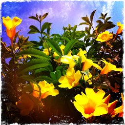 Flowers/Sky, Caranavi, Bolivia