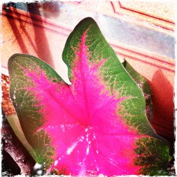 Leaves/Wall, Caranavi, Bolivia