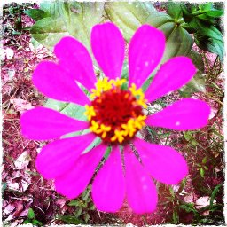 Flowers, Palos Blancos, Bolivia