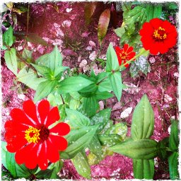 Flowers, Palos Blancos, Bolivia