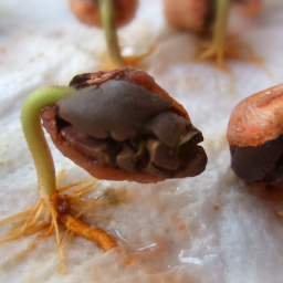 Cacao babies