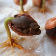 Cacao babies