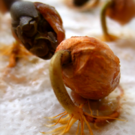 Cacao babies