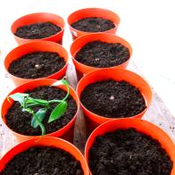 Potted + 1 vanilla