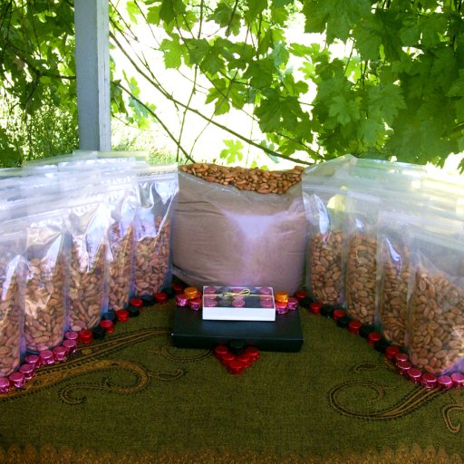 50 lbs Sirius Cacao