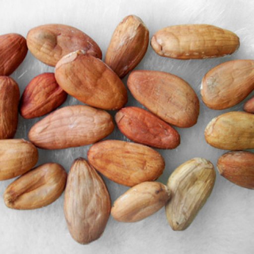 Sirius Cacao Beans