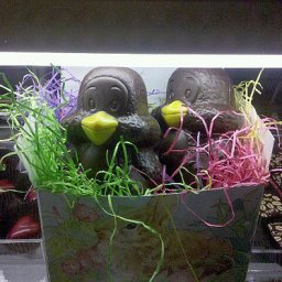 Oh forgot a sneak peak of the chickies.