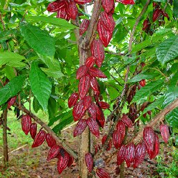 criollo tree winter 08