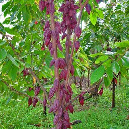 high yield hybrid