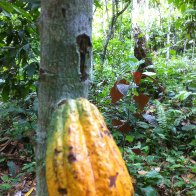 Cacao pod