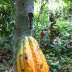 Cacao pod