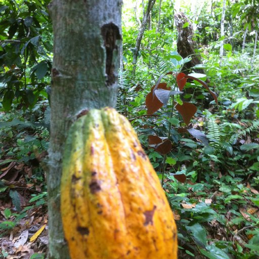 Cacao pod