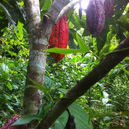 More Cacao