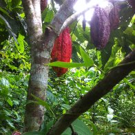 More Cacao