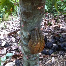 Natural Cacao