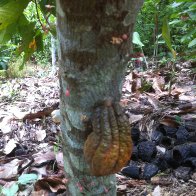 Natural Cacao