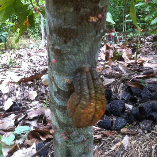 Natural Cacao
