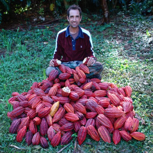 Koa Kahili
