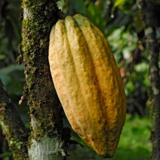 Cocoa pod